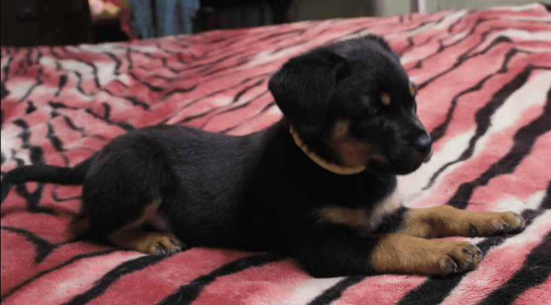 Purebred Rottweiler Puppy (Yellow Girl)