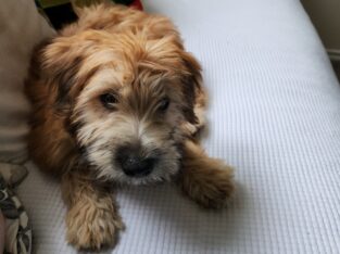 AKC Registered Soft Coated Wheaten Terrier