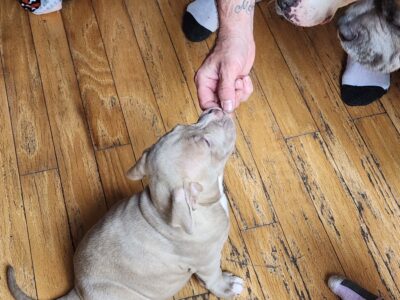 American Bully Puppies for sale