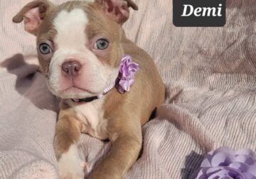 “Demi” Lovely Lilac Female Boston Terrier Puppy