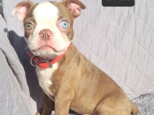 “Drew” Beautiful Red Male Boston Terrier Puppy