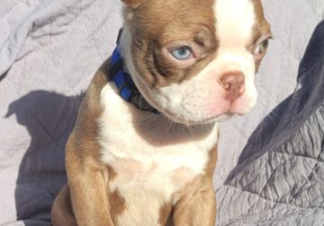 “Dylan” Handsome Red Male Boston Terrier Puppy