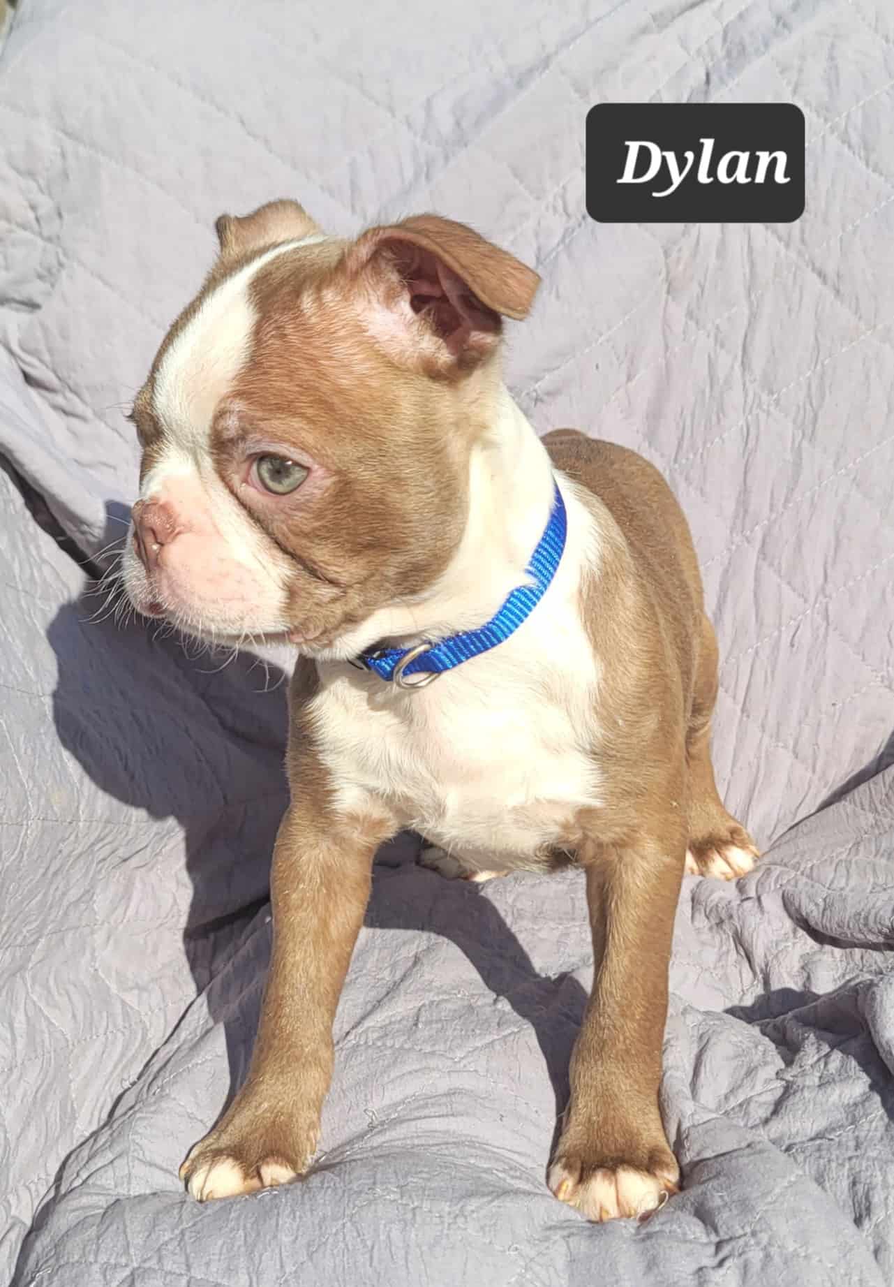 “Dylan” Handsome Red Male Boston Terrier Puppy
