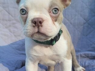 “Isaac” Handsome Lilac Male Boston Terrier Puppy