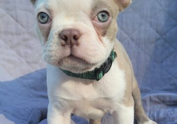“Isaac” Adorable Lilac Male Boston Terrier Puppy