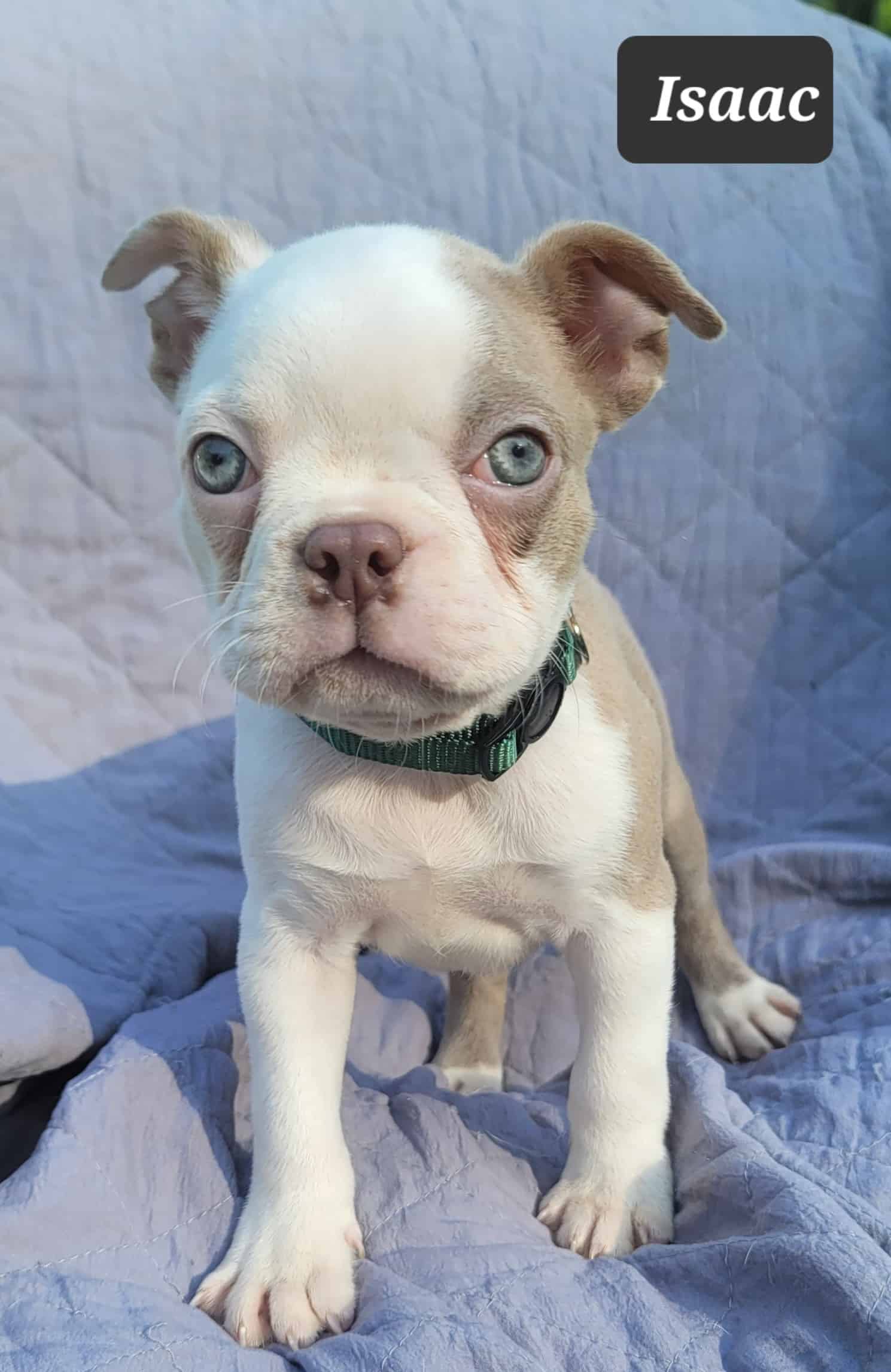 “Isaac” Handsome Lilac Male Boston Terrier Puppy