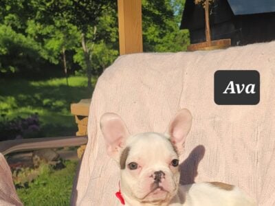 “Ava” Sweet Pied Female French Bulldog Puppy