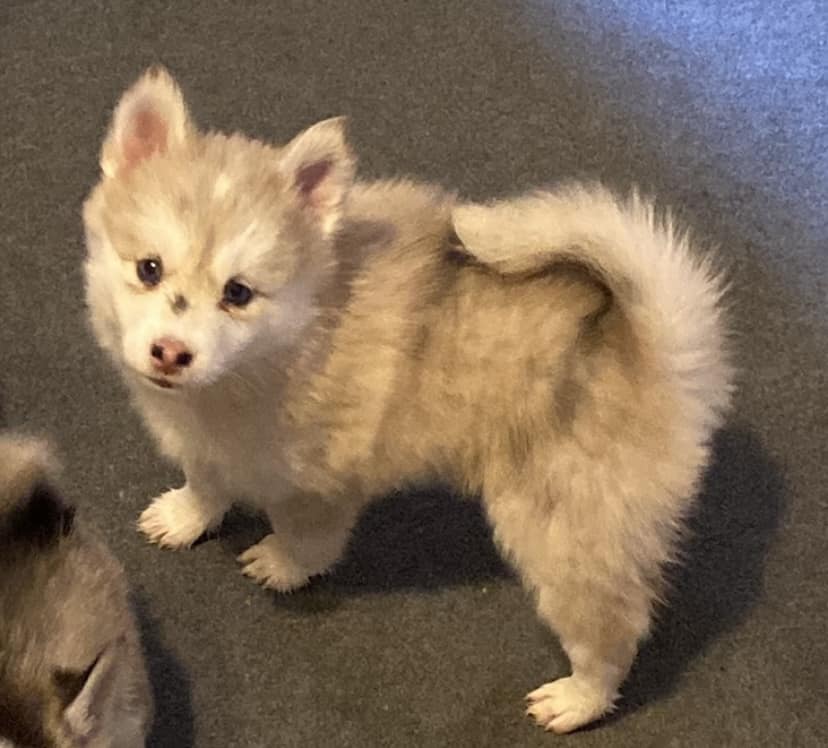 Amilyn-Pomsky Puppy