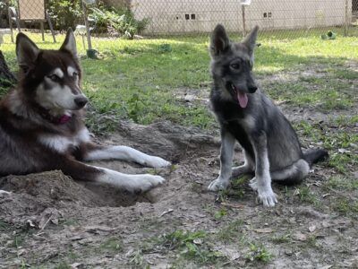 Wolf Hybrid Pups