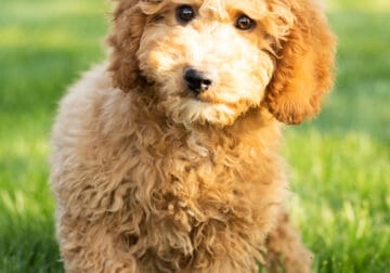 Miniature poodle male puppy in indiana (Willie)