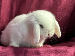 Holland mini lop bunny