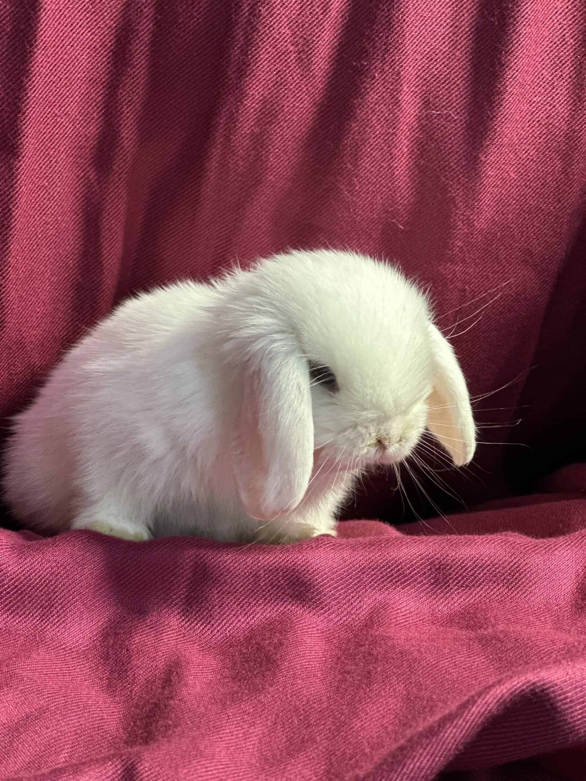 Holland mini lop bunny