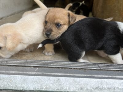 Cute Puppies for Sale