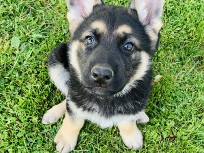 Adorable Chunky GSD puppy ready to go Now!