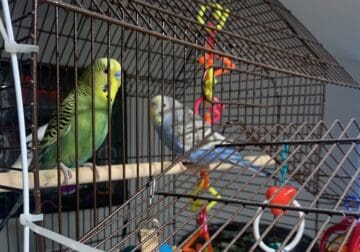 Beautiful parakeets