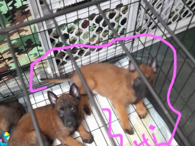 Available Now! Adorable Female Belgian Puppy
