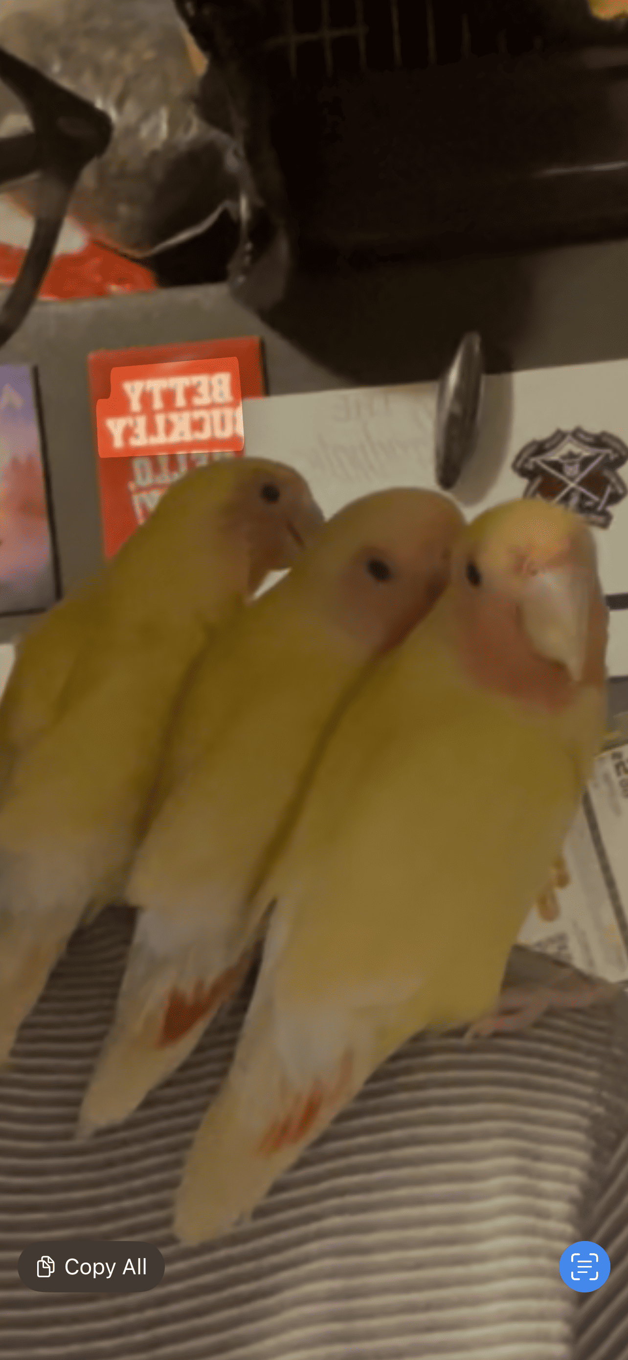 Hand tame Lovebirds