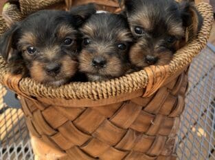 Yorkies will be 7 weeks on Saturday! Almost time!