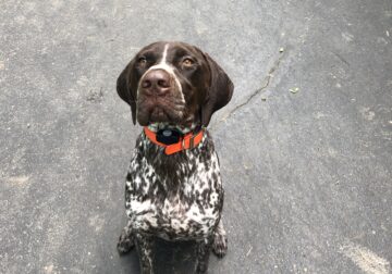 Male neutered GSP 1 yr old (rehome)