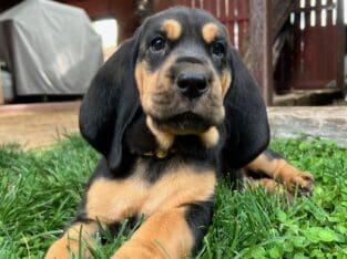 Bloodhound Puppies AKC Registered