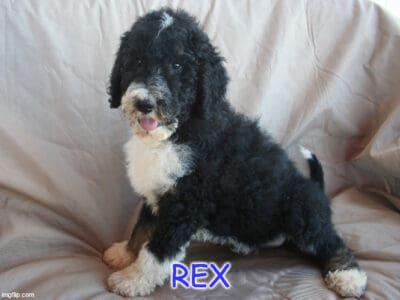 Rex – Low Shed Aussiedoodle Puppy