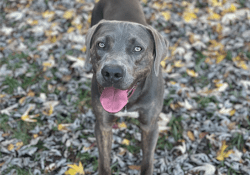 17 month old, registered, intact male Catahoula