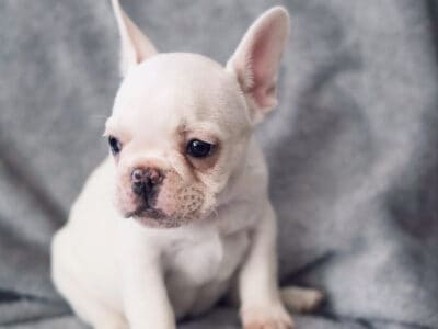 French Bulldog Cream Male Puppy