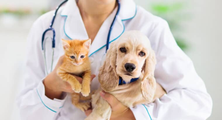 How to Find the Right Veterinarian for Your Pets