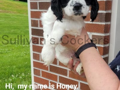 AKC:Male Cocker Spaniel Puppy – Honey