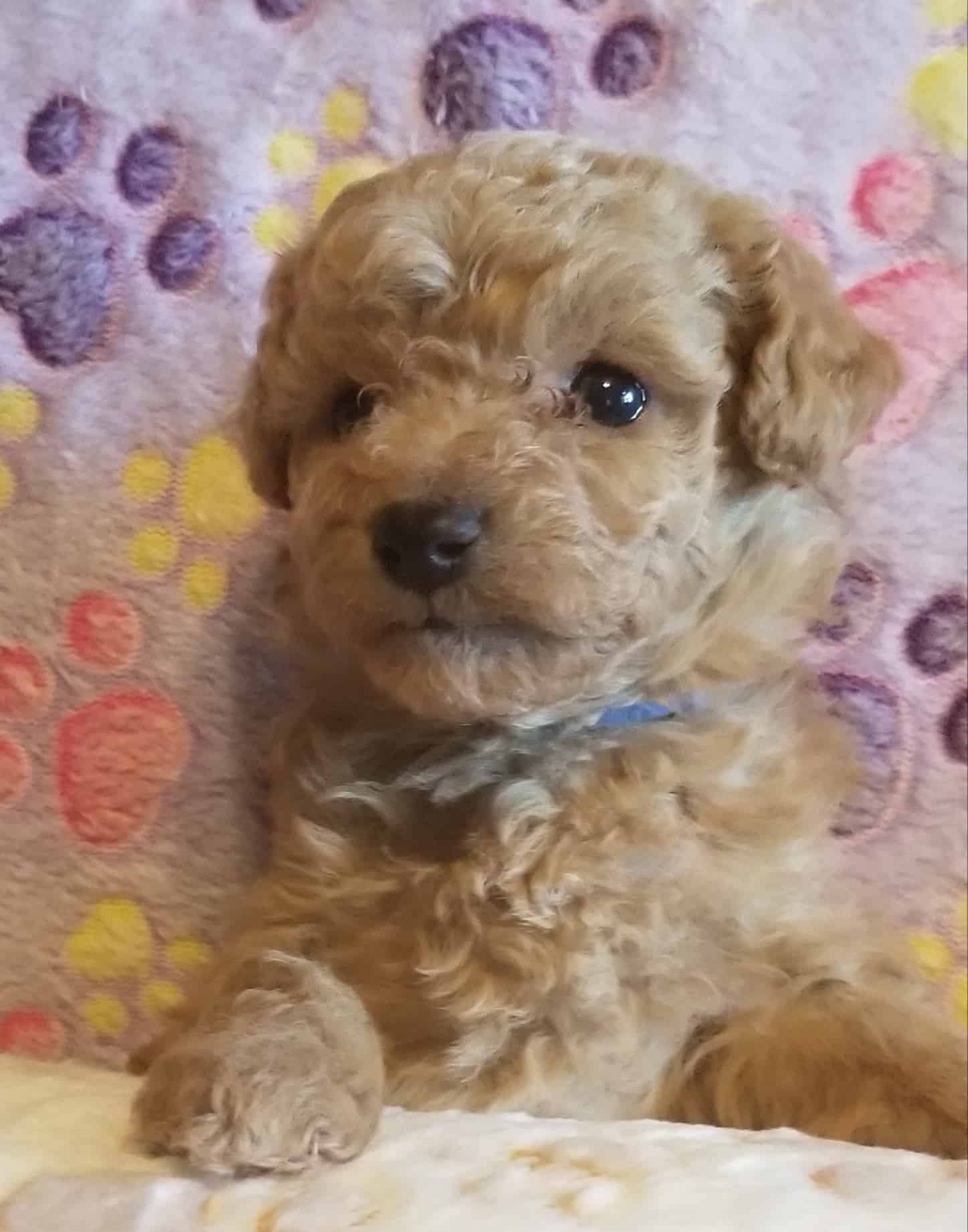 Toy Poodle Apricot/Red Male Puppy