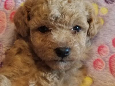 Toy Poodle Apricot/Red Male Puppy