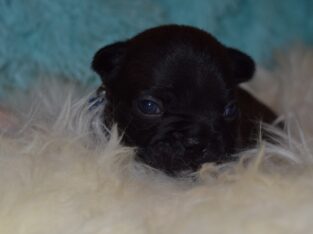 AKC BLACK MALE AVAILABLE
