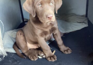 Chocolate Lab pups -purebred no papers