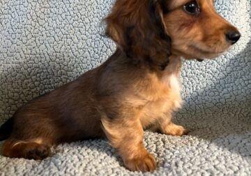 Tinkerbell long-haired red female dachshund