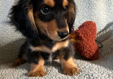 Bobby black and tan male long haired Dachshund