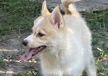 Ewok-Male Pomsky Puppy