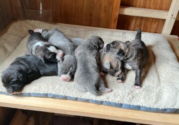 Mountain Cur Puppies for sale