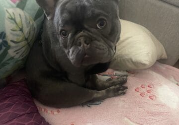 Jefe – 1y/o Male Frenchie