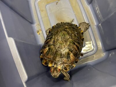 Adorable Red-Eared Slider Seeks New Home