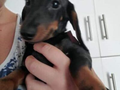 Dachshund Puppy for Sale