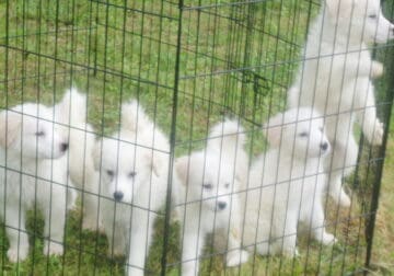 Great Pyrenees puppies for sale