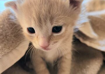 Adorable kittens in need of home