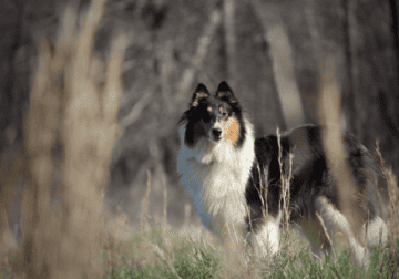 sweet and intelligent AKC collie, “Lacey”