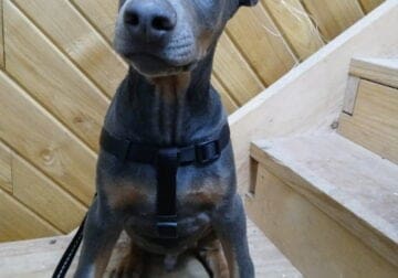 PUREBRED DOBERMAN PUPPIES **EARS CROPPED**