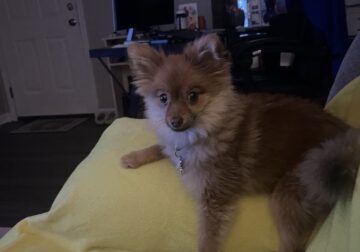 Pomeranian for sell 8 months old fully vaccinate r