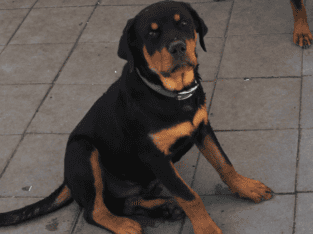 Xtra Large German Male Rottweiler Pup (GREEN BOY)