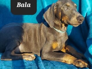 “Bala” Lovely Blue Female Doberman Pinscher Puppy