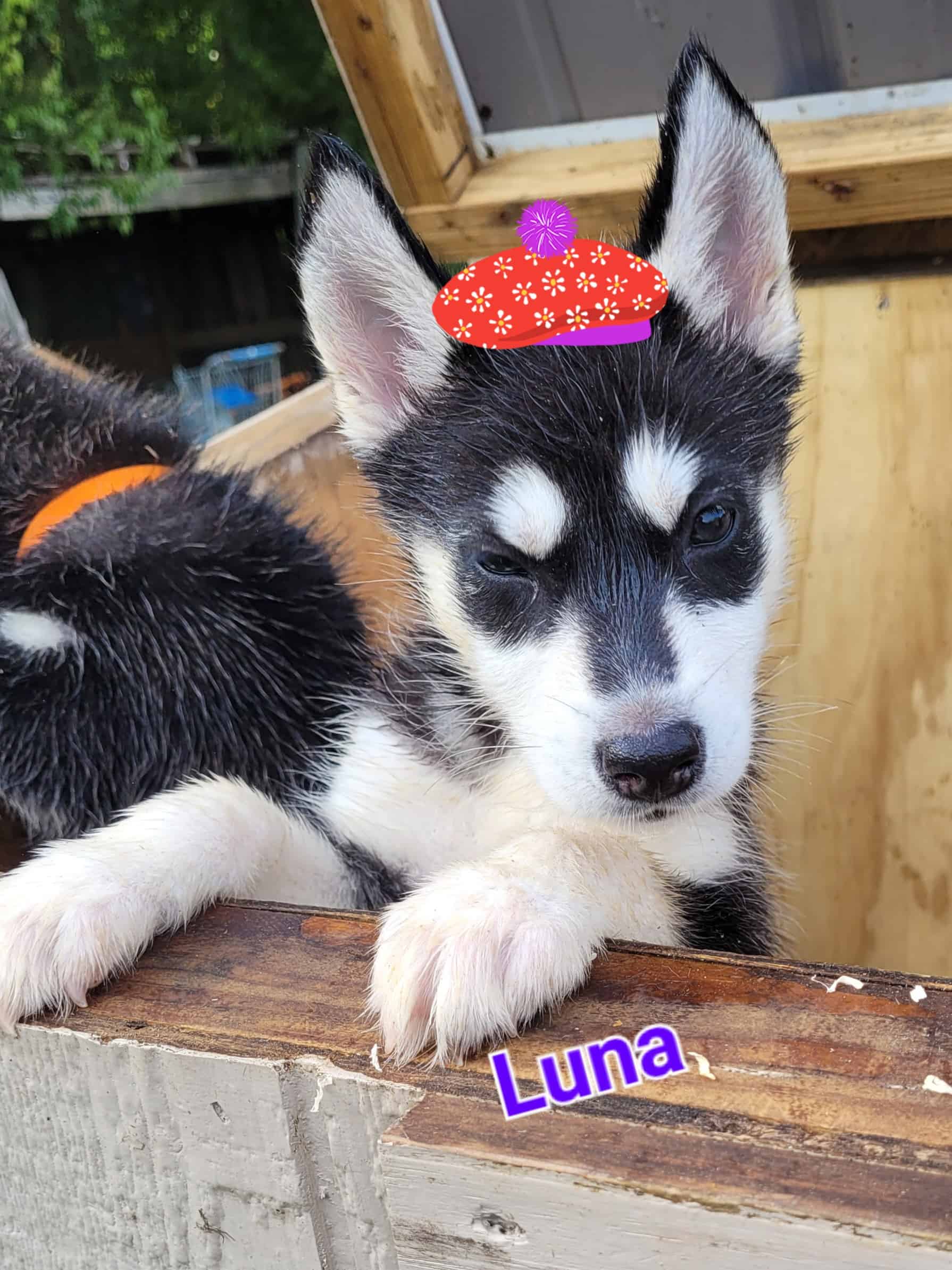SuzyQs Precious Pups Luna