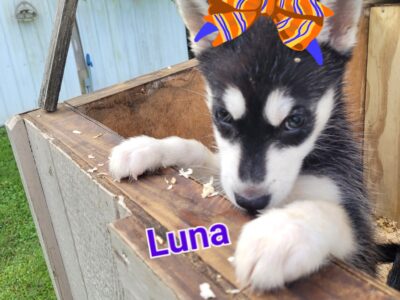 SuzyQs Precious Pups Luna