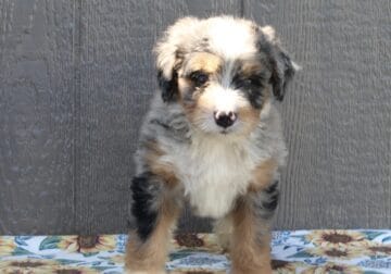 Mini Bernedoodle Puppy-Trevor